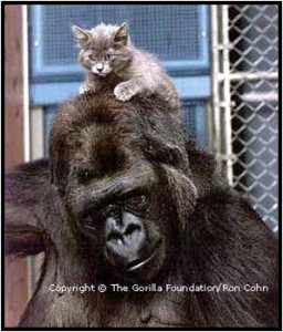Gorilla with Kitten
