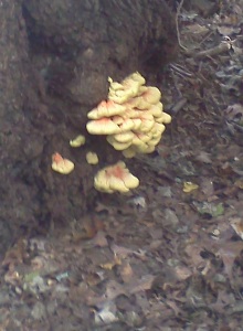 Fungi A