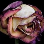 faded rose