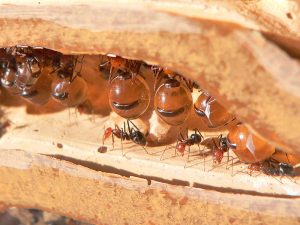 king honeypot ants